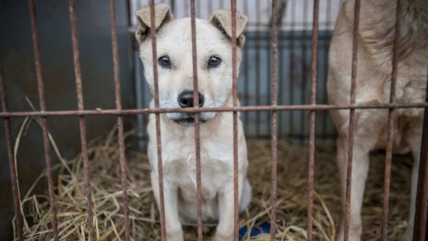 Stacey looks out from behind the bars of her cage.at Mr Kim's dog meat farm in Namyangju, South Korea.