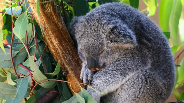 A koala takes a nap at San Diego Zoo.