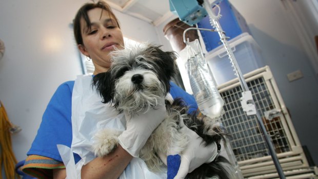 A dog recovering from canine parvovirus.