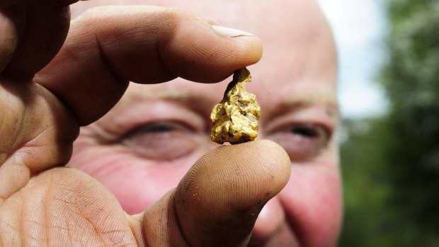 Pan success: Prospector Sean Johnson with one of his golden finds. 
