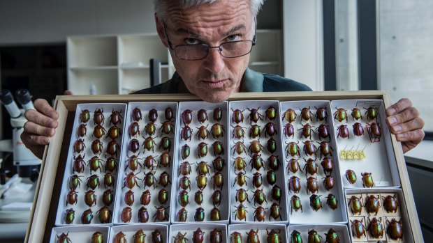 Chris Reid, a research scientist at the Australian Museum, with a tiny section of the huge beetle collection.