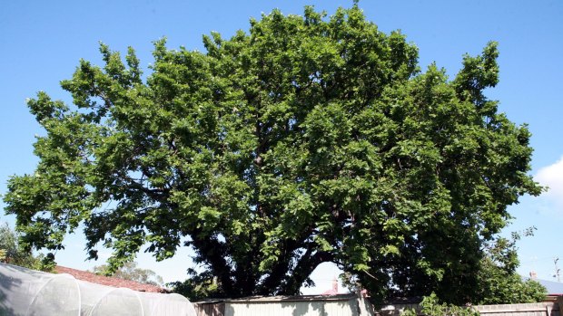 The giant oak tree's age has been put at more than 120 years.