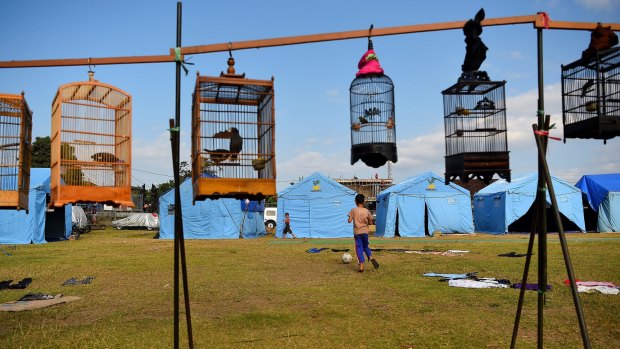 Pet birds hang in cages from a makeshift standat an evacuation camp in Klungkung, home to thousands of evacuees. 