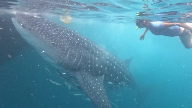 The whale sharks of West Papua's Triton Bay. have developed a remarkable symbiotic relationship with local fishermen, feeding off bait fish in the nets.