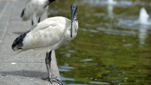 Ample food and water supplies have attracted increasing numbers of ibis.