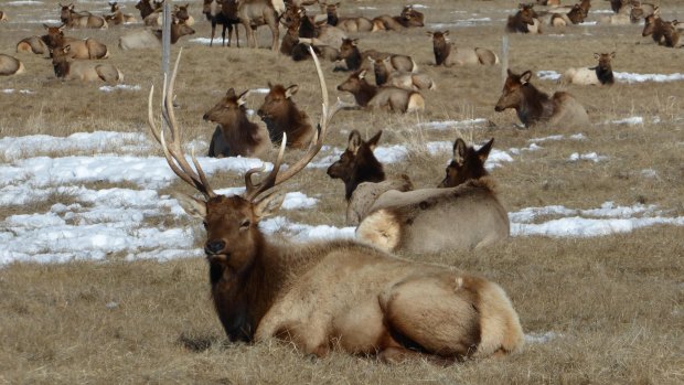 A sleigh ride through the National Elk Refuge is a highlight of the trip.
