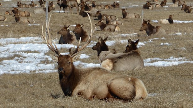 A sleigh ride through the National Elk Refuge is a highlight of the trip.