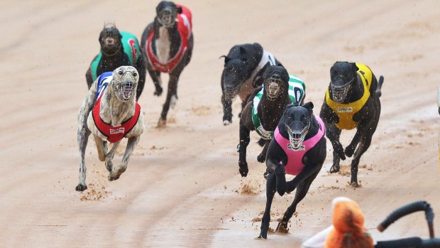 The Commission of Inquiry into the regulation of the Queensland Greyhound Racing Industry is investigating the sport.