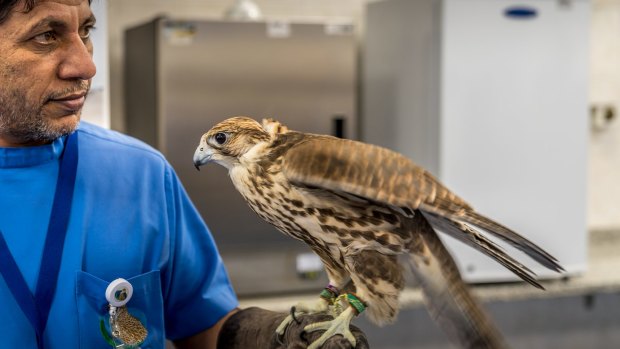 The hospital, which opened in 1999, treats about 11,200 birds a year.