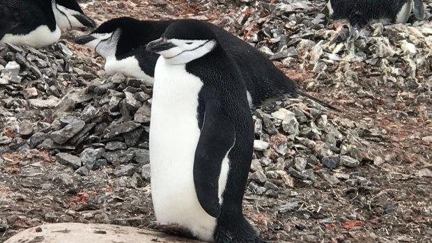 A chinstrap penguin checks out the scene.
