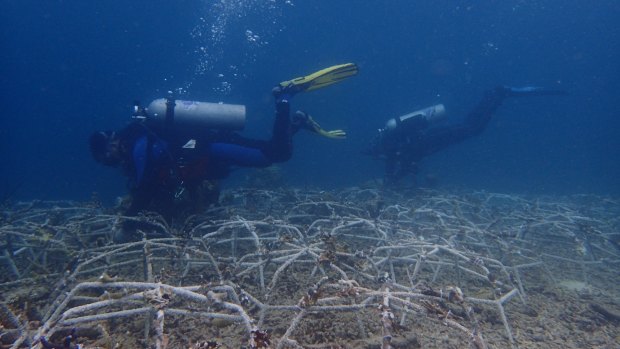 Divers interlocking a network of spiders to kick-start new growth in decimated reef areas