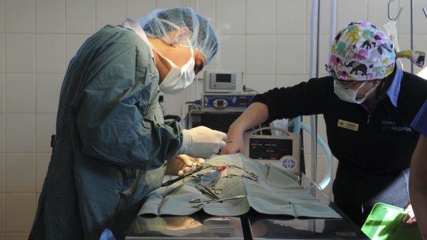 At the Kippax Veterinary Hospital, a cat undergoes a desexing operation by surgeon Dr Bikram Sohi as part of the Canberra Cat Fix program. He is assisted by nurse Debbie O'Donovan.
