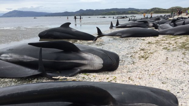 Rescuers estimate it is the largest mass beaching in NZ history.
