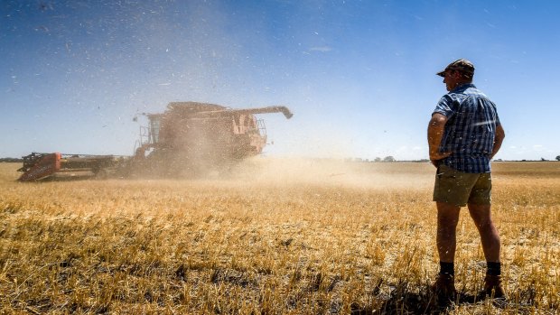 Mallee farmer Leon Hogan on his property near Birchip. His wheat crop harvest is down 80 per cent in 2015.