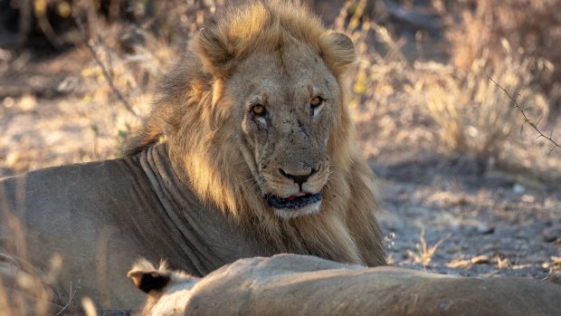 A pair of lions lazing by the road.