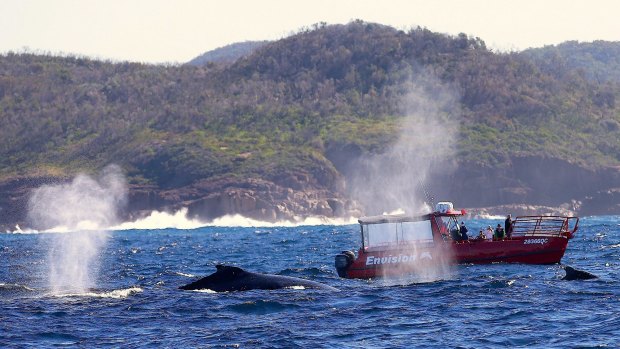 Whale watching at Port Stephens.
