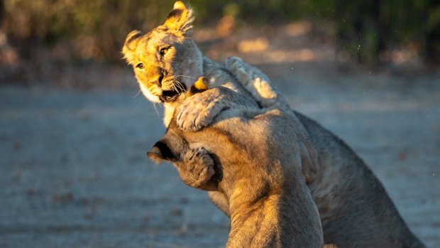 Cubs wrestling in the morning light.