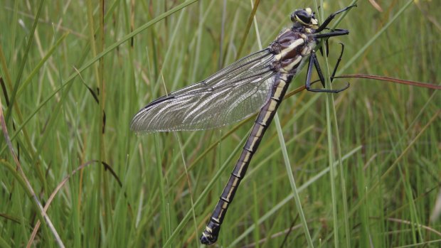 Omitted: Commissioners noted impacts on the habitat of the endangered giant dragonfly were not included in the risk assessment made by proponents of a mine.