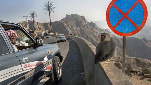 Man leans out window to stare at baboons running wild in Taif, Saudi Arabia.