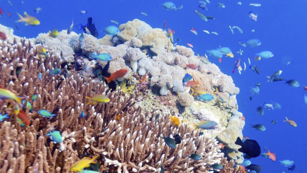 Ninety per cent of the world's coral reefs don't have adequate protection, a study has found.  