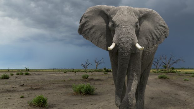 An elephant roams the Okavango Delta area in Botswana.