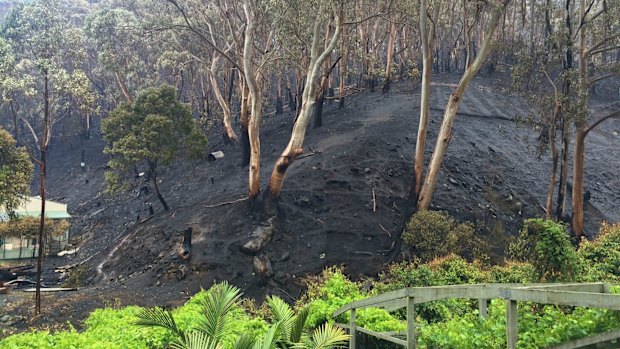 Greenery stands out against a scorched hillside. 