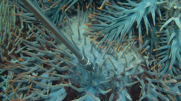 A single injection with household vinegar at the base of the arm is sufficient to kill 100 per cent of injected crown-of-thorns starfish.