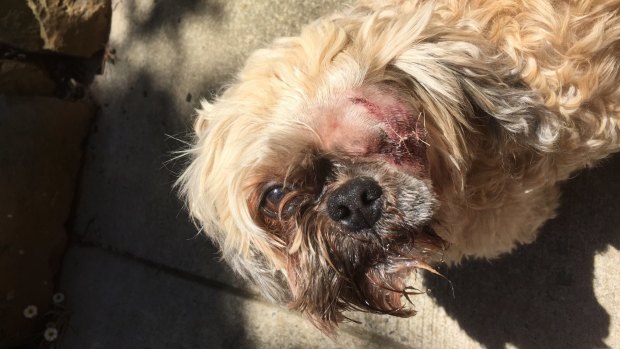 Coco lost an eyeball in a vicious backyard attack last week.