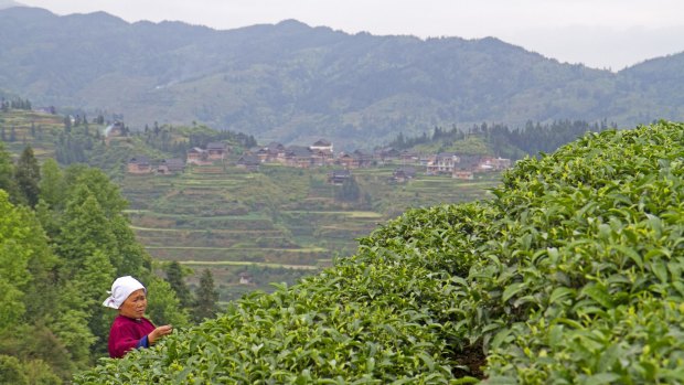 Tea picker in the mountains of Guizhou Tea picker.
