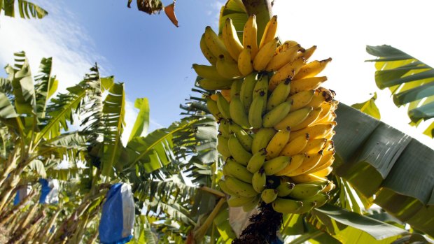 Growers are doing their best to halt the spread of the infection which could decimate the banana industry.