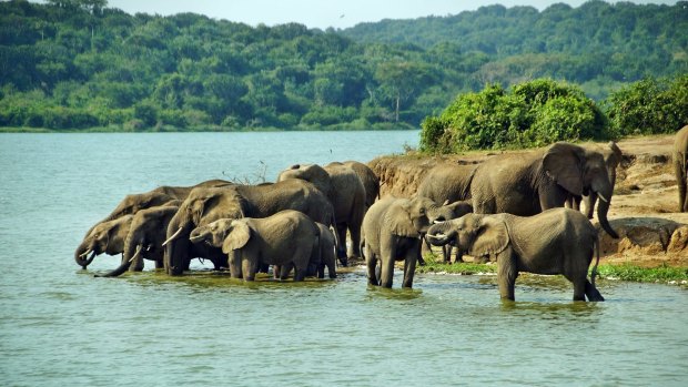 Elephants in Queen Elizabeth National Park.