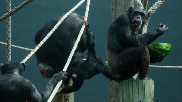Bottoms up: Chimpanzees at Taronga Zoo. 