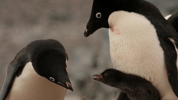 Adelie penguins have suffered colony collapses twice in the past four years.