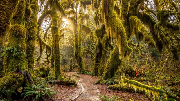 Hoh Rain Forest receives about four metres of rainfall a year.