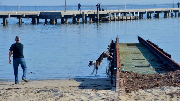 A dog walker at Royal Brighton Yacht Club's unusable boat ramp. It was identified in a club report as a future risk to the public using the beach. 