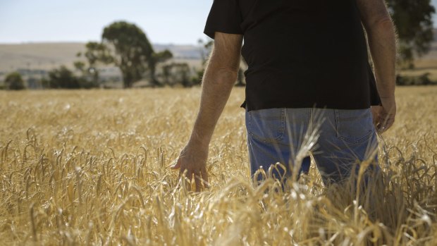Wheat production is expected to top 25 million tonnes in 2015-16, higher than original forecasts.