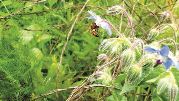 Bees collecting pollen.