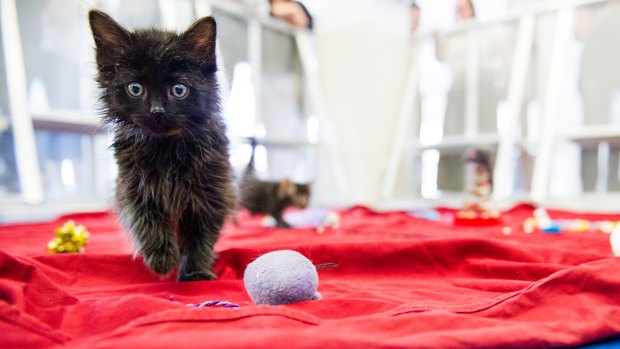 Kittens from Leah's Pawsitive Future, an animal rescue organisation, helped University of Canberra students relax in Stress Less Week. 