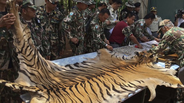 National Parks and Wildlife officers examine the skin of a tiger at Kanchanaburi's Tiger Temple, which is alleged to deal in tiger skins and other animal parts. 