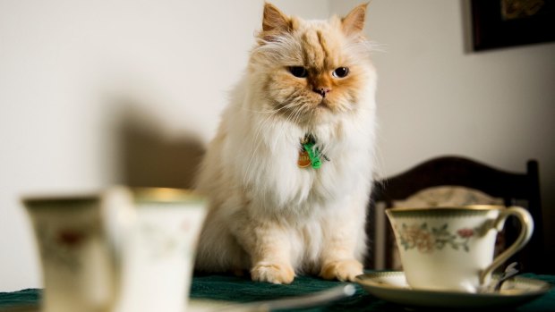 Zany, one of the cats who was to be part of the cat cafe's lineup pictured in 2015.