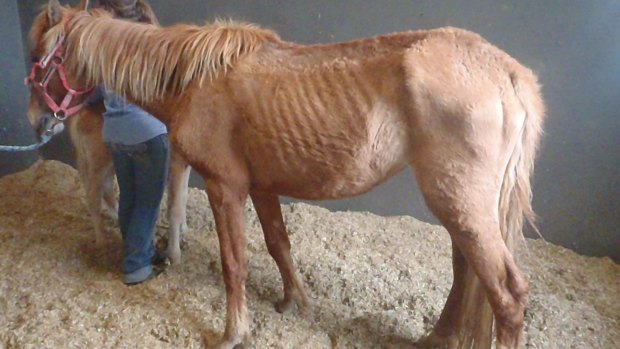 Kim Hollingsworth has been convicted of charges of neglect for treatment of horses.