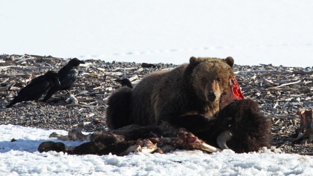 Grizzly bear on bison carcass near Yellowstone Lake.
