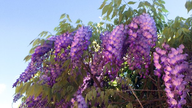 Chinese wisteria in glorious bloom.