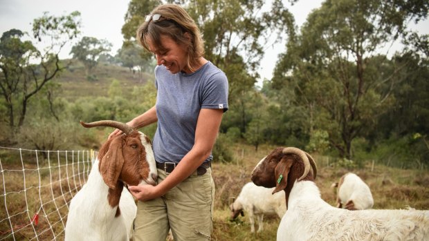 Elisabeth Larsen from Herds for Hire with a mob of South African boer goats.