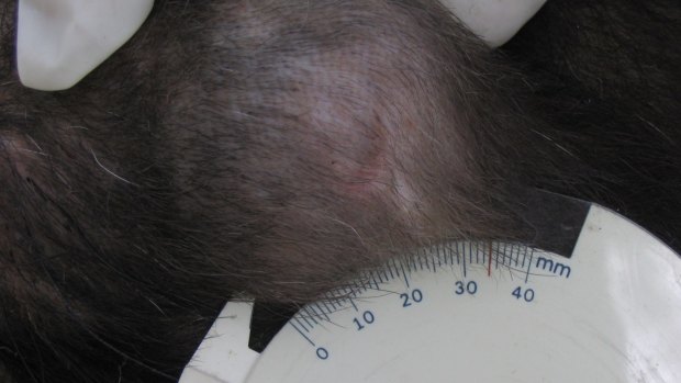 A Tasmanian devil, not part of the study, with a tumour growing under the skin.
