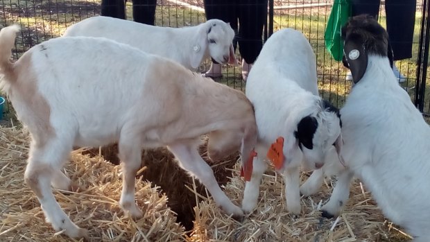 At the Kyabram Farmers Market you can buy calves and goat kids as well as some of the Goulburn Valley's best produce.