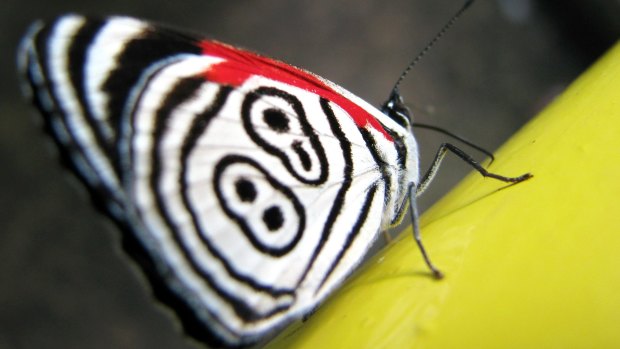 The dyaethria butterfly. 