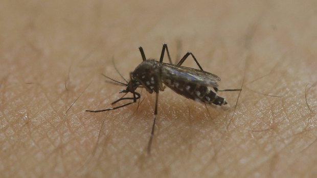 Dangerous meal: a female Aedes aegypti mosquito.