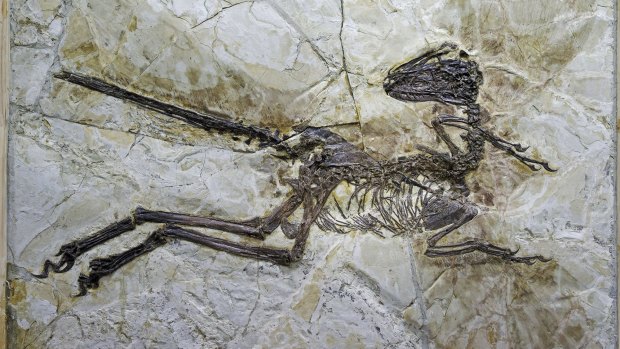 The preserved skeleton unearthed by scientists in north-eastern China.