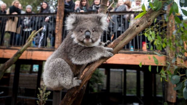 Audrey the koala at Healesville Sanctuary’s new enclosure. 